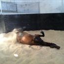 Niwot enjoying a roll on the sand